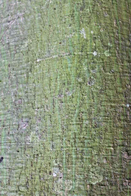 Figure 5. Bark, Thornless—Chorisia speciosa: Silk-floss tree