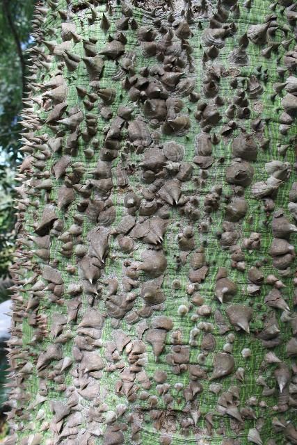 Figure 6. Bark, Thorny—Chorisia speciosa: Silk-floss tree