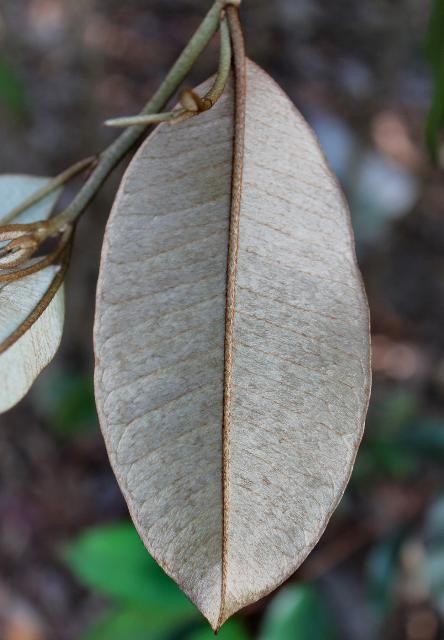 Figure 4. Leaf, Under—Chrysophyllum oliviforme: Satinleaf