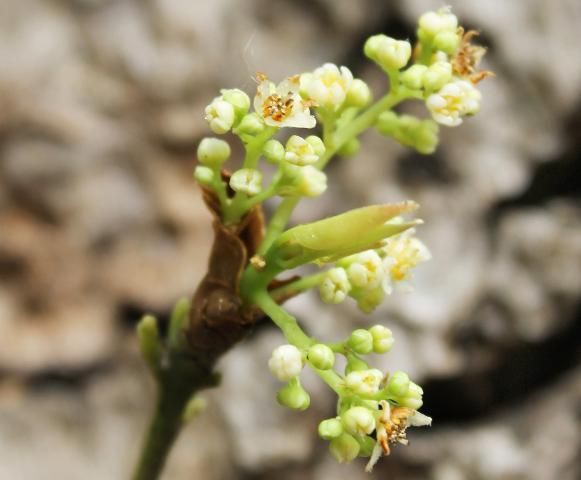 Figure 4. Flower—Cinnamomum camphora: camphor-tree