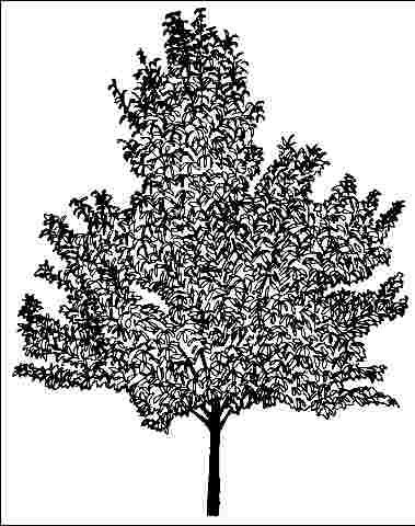 Figure 1. Middle-aged Cinnamomum camphora 'Monum': 'Monum' Camphor-Tree.