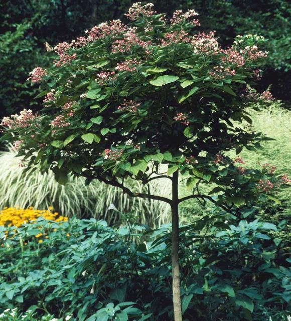 Figure 1. Young Clerodendron trichotomum: Harlequin Glorybower
