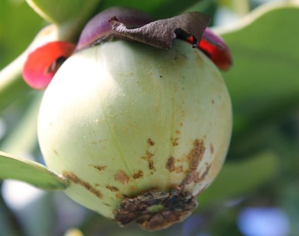 Figure 5. Fruit—Clusia rosea: Pitch-apple