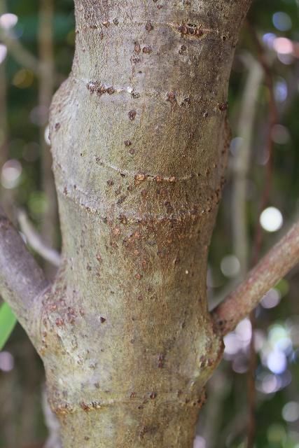 Figure 6. Bark, Young—Clusia rosea: Pitch-apple