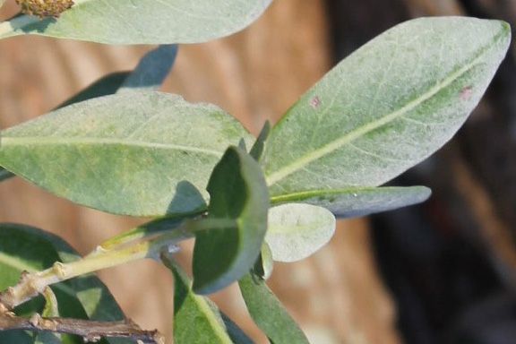 Figure 3. Leaf—Conocarpus erectus var. sericeus: Silver buttonwood