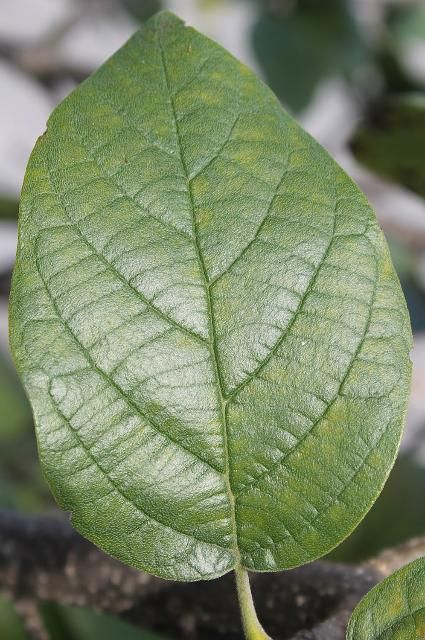 Figure 3. Leaf—Cordia sebestena: Geiger tree