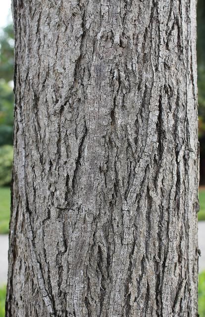 Figure 6. Bark—Cordia sebestena: Geiger tree