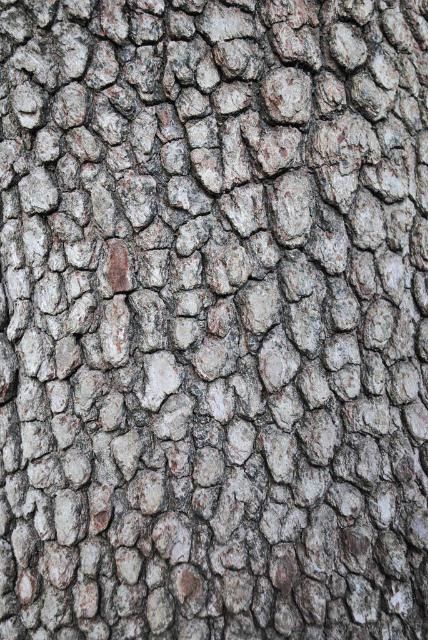 Figure 5. Bark—Cornus florida: Flowering dogwood