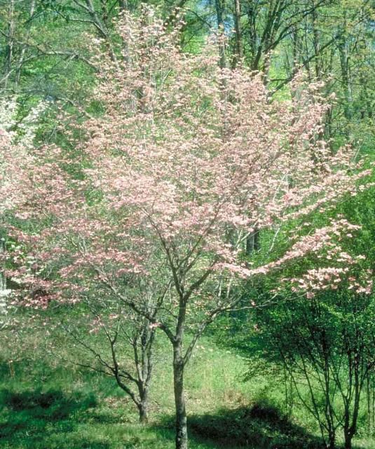 Figure 1. Middle-aged Cornus florida 'Cherokee Chief': 'Cherokee Chief' Flowering Dogwood