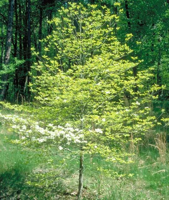 Figure 1. Middle-aged Cornus florida 'First Lady': 'First Lady' Flowering Dogwood