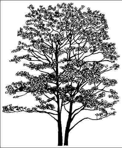 Figure 1. Middle-aged Cornus florida 'Weaver's White': 'Weavers White' flowering dogwood.