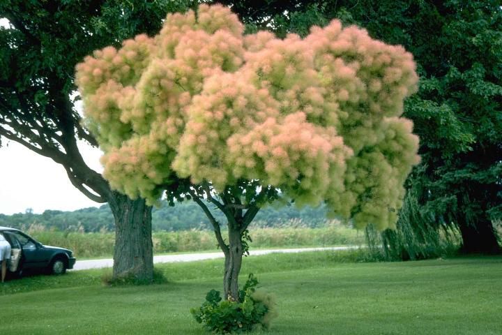 Figure 1. Middle-aged Cotinus coggygria 'Daydream': 'Daydream' Smoketree