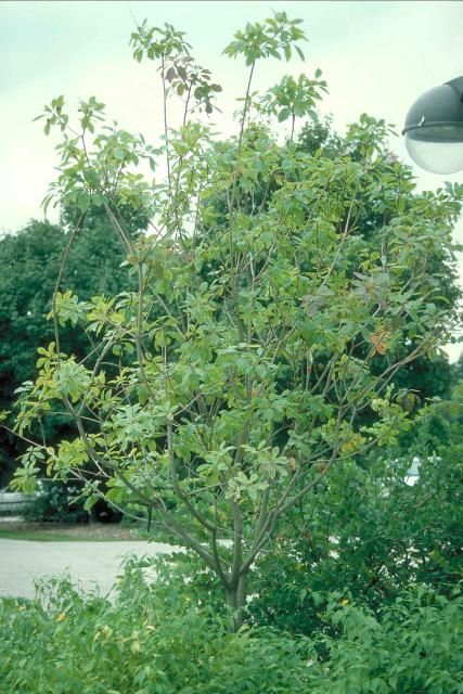 Figure 1. Middle-aged Cotinus obovatus: American Smoketree