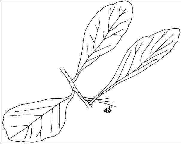Figure 3. Foliage