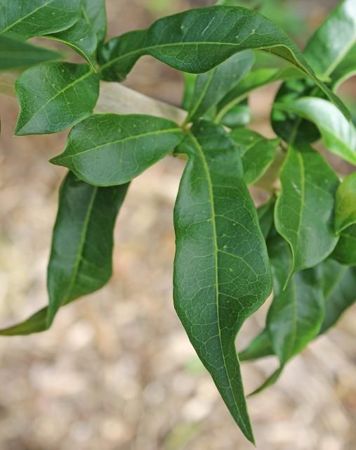 Figure 3. Leaf—Crescentia cujete: Calabash