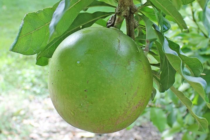 Figure 5. Fruit—Crescentia cujete: Calabash