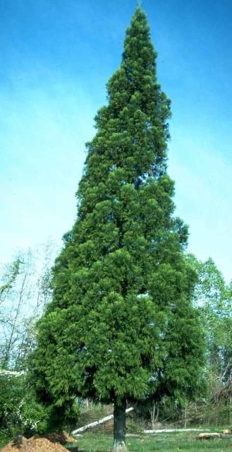 Figure 1. Middle-aged Cryptomeria japonica: japanese cedar.