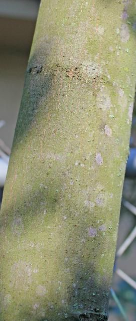 Figure 5. Bark—Cupaniopsis anacardioides: Carrotwood