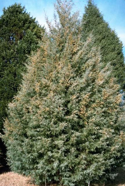 Young Hesperocyparis glabra 'Carolina Sapphire': smooth barked Arizona cypress.