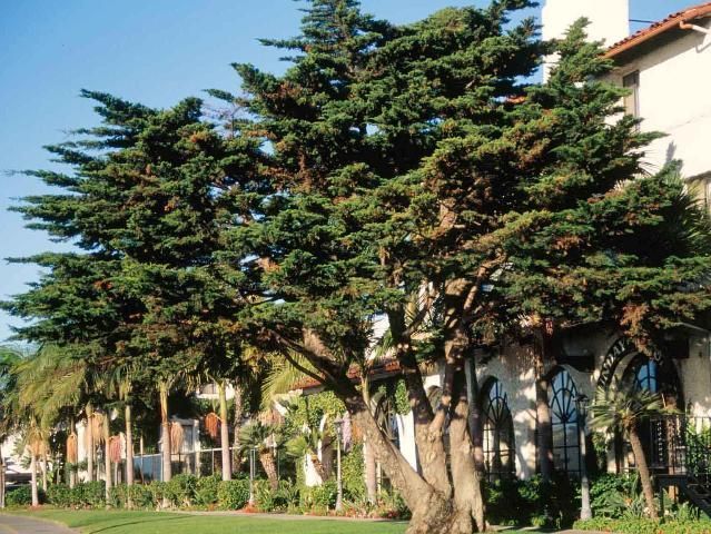 Middle-aged Hesperocyparis macrocarpa: Monterey cypress.