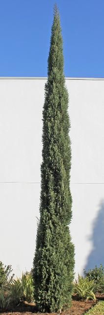 Figure 1. Full Form—Cupressus sempervirens: Italian cypress