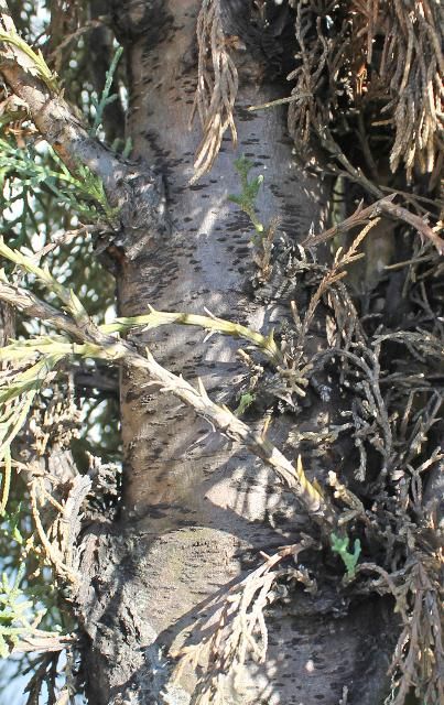Figure 4. Bark—Cupressus sempervirens: Italian cypress