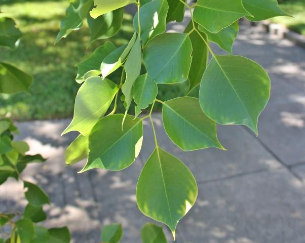 Figure 3. Leaf - Dalbergia sissoo: indian rosewood