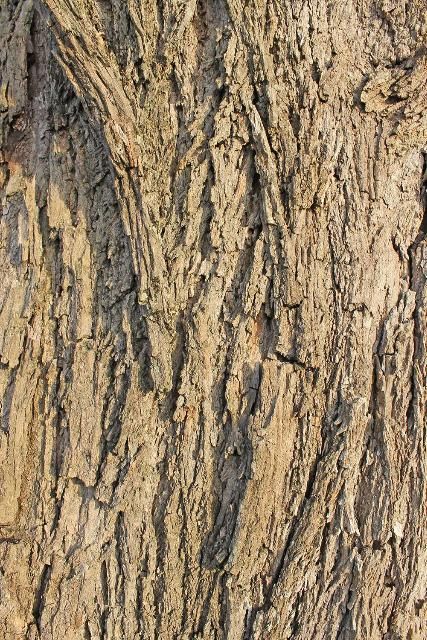 Figure 6. Bark - Dalbergia sissoo: indian rosewood