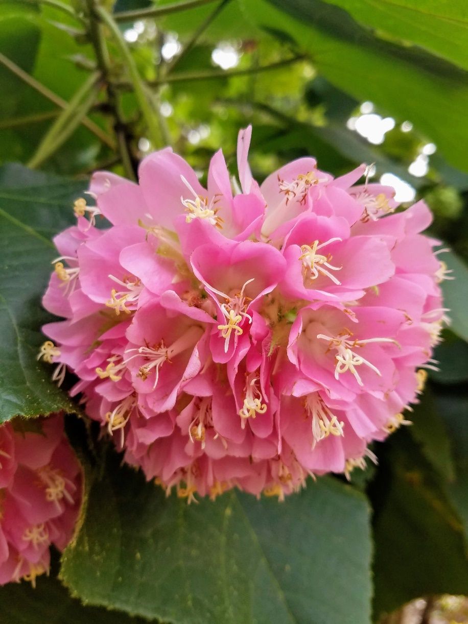 Flower of Dombeya wallichii: Pinkball