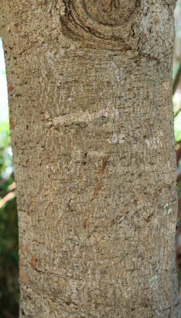Figure 6. Bark—Eriobotrya japonica: loquat
