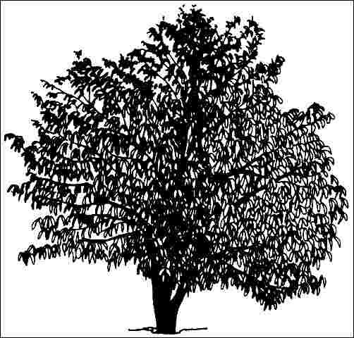 Figure 1. Middle-aged Eucommia ulmoides: Hardy Rubber Tree