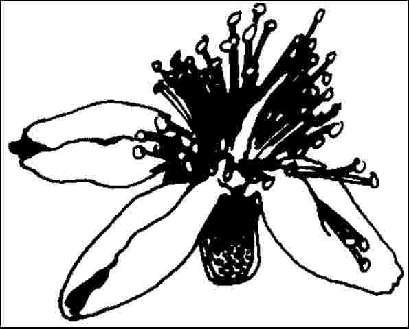 Figure 4. Flower