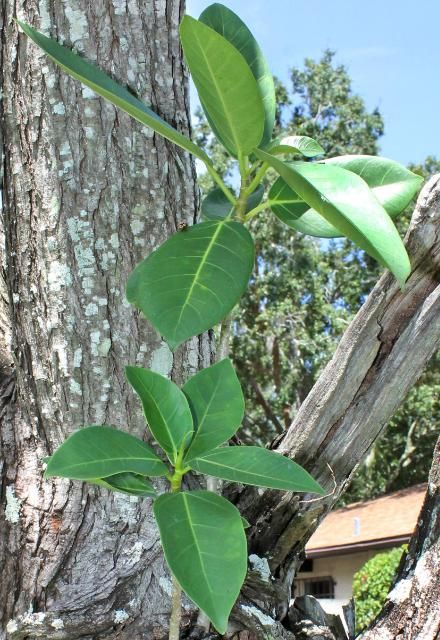 Figure 2. Leaf—Ficus aurea: Strangler fig attached to a different tree species.