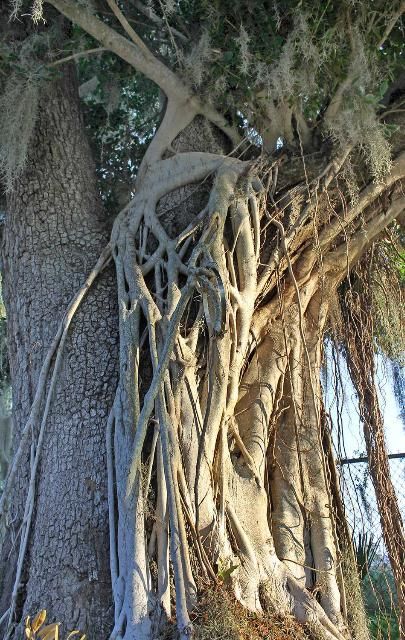 Figure 5. Aerial Roots—Ficus aurea: Strangler fig