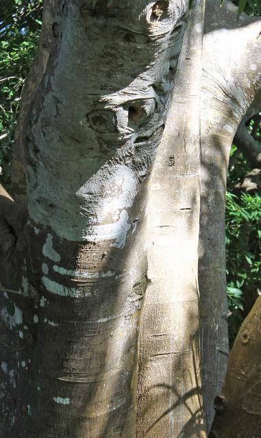 Figure 4. Bark—Ficus aurea: Strangler fig
