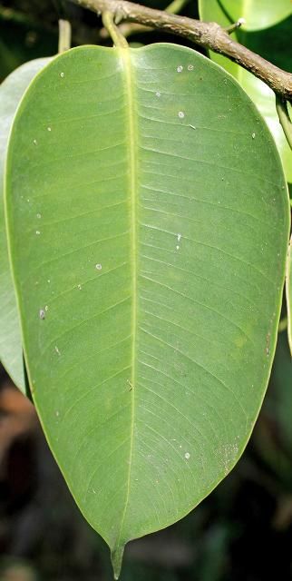 Figure 3. Leaf—Ficus benjamina: Weeping fig