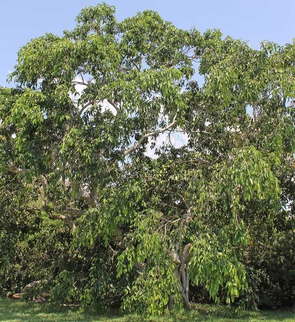 Figure 1. Full Form—Ficus benjamina: Weeping fig
