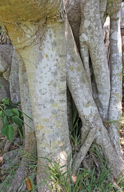 Figure 5. Bark—Ficus benjamina: Weeping fig