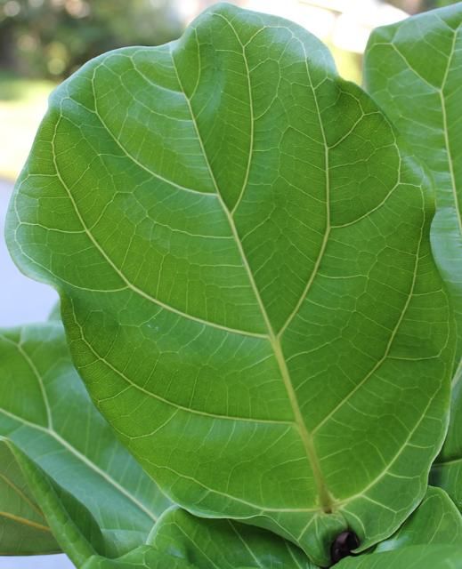 Figure 3. Leaf—Ficus lyrata: Fiddleleaf fig