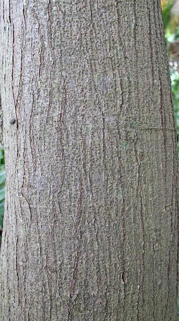 Figure 5. Bark—Ficus lyrata: Fiddleleaf fig