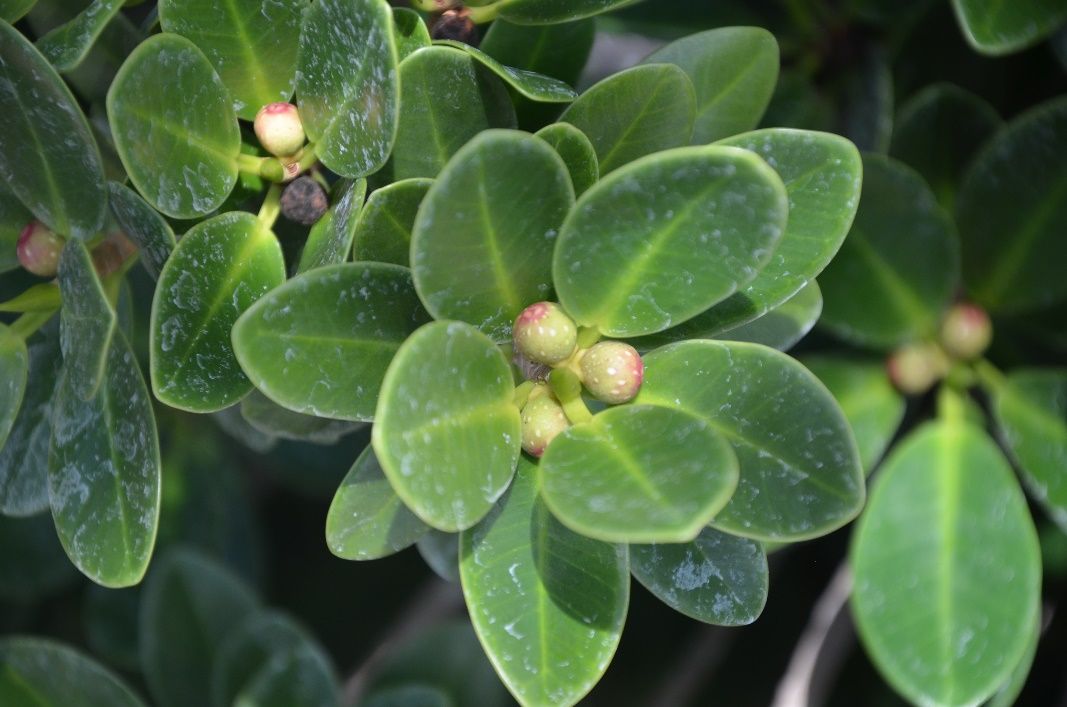 Unripe fruit of Ficus benjamina 'Green Gem': 'Green Gem' Cuban-laurel.