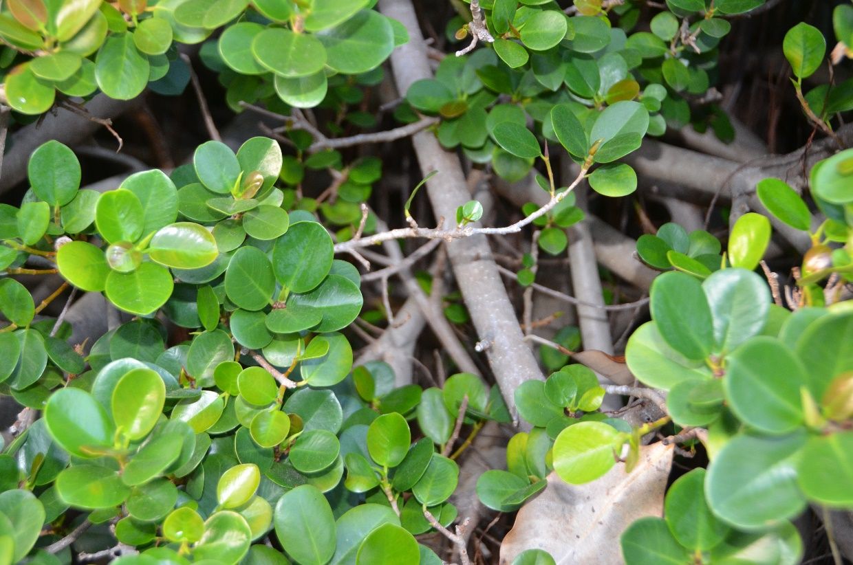 Foliage of Ficus benjamina 'Green Gem': 'Green Gem' Cuban-laurel.