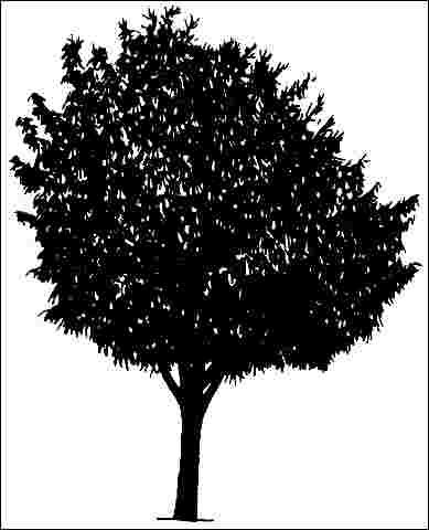 Figure 1. Middle-aged Ficus rubiginosa 'Variegata': 'Variegata' Rusty Fig