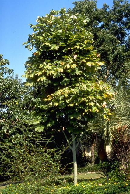 Figure 1. Young Firmiana simplex: Chinese Parasoltree