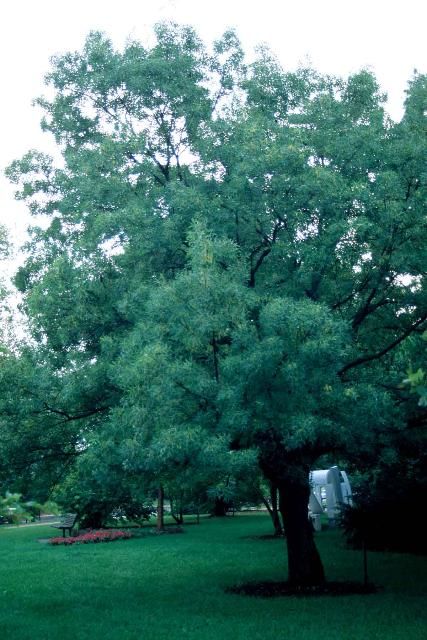 Figure 1. Young Fraxinus americana: White Ash