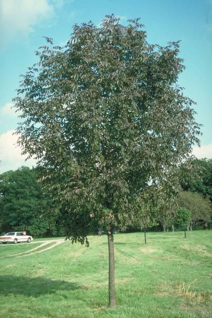 Figure 1. Young Fraxinus americana 'Autumn Applause': 'Autumn Applause' White Ash