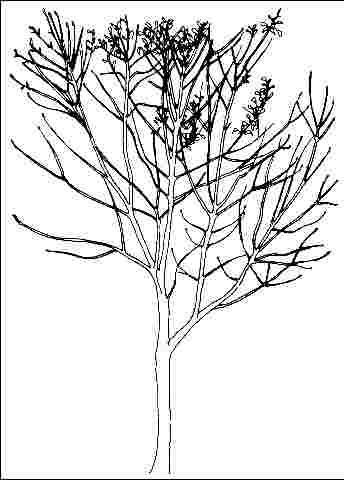 Young Fraxinus pennsylvanica 'Newport': 'Newport' green ash.