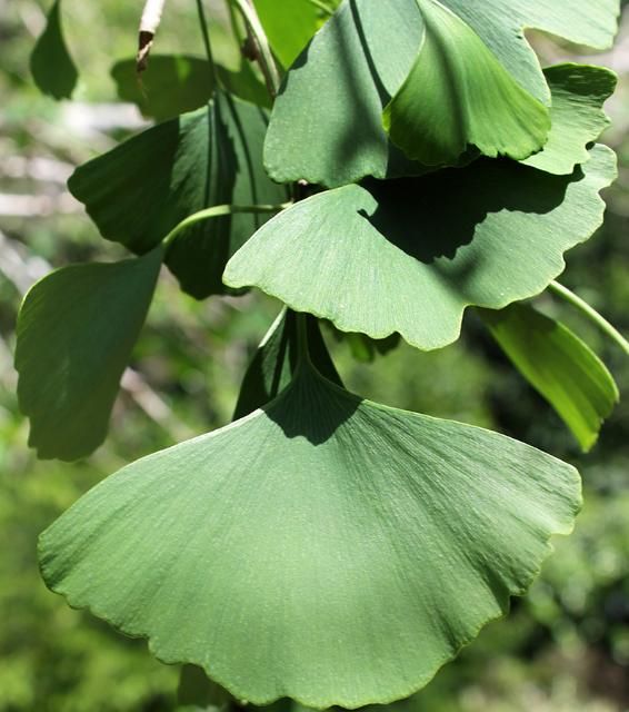 Figure 3. Leaf—Ginkgo biloba: Ginkgo