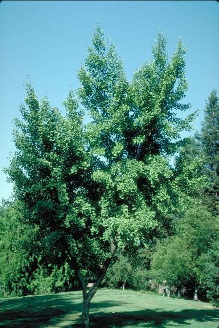 Figure 1. Middle-aged Ginkgo biloba 'Autumn Gold': 'Autumn Gold' Maidenhair Tree