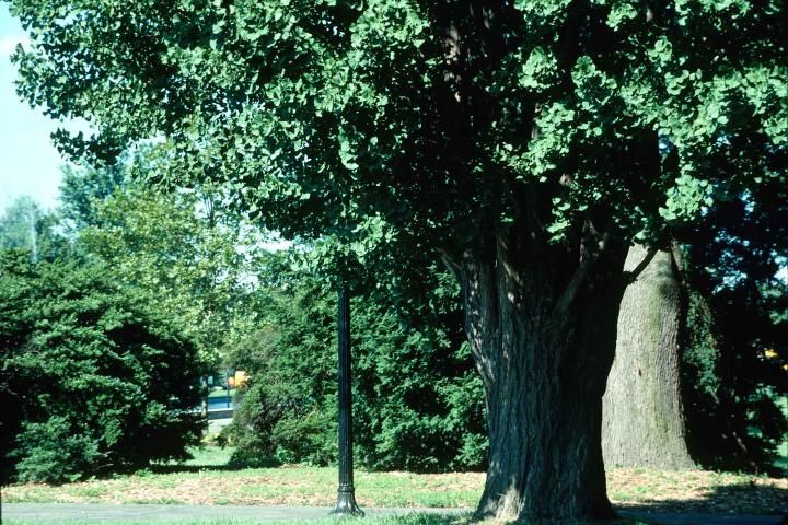 Figure 1. Middle-aged Ginkgo biloba 'Fairmont': 'Fairmont' Maidenhair Tree